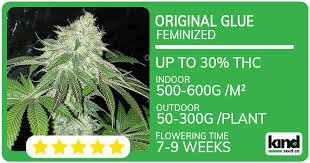 Understanding Marijuana Seeds Maryland A Comprehensive Guide Understanding Marijuana Seeds Maryland A Comprehensive Guide